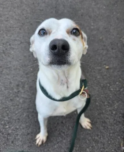 Chauncey thumbnail 2