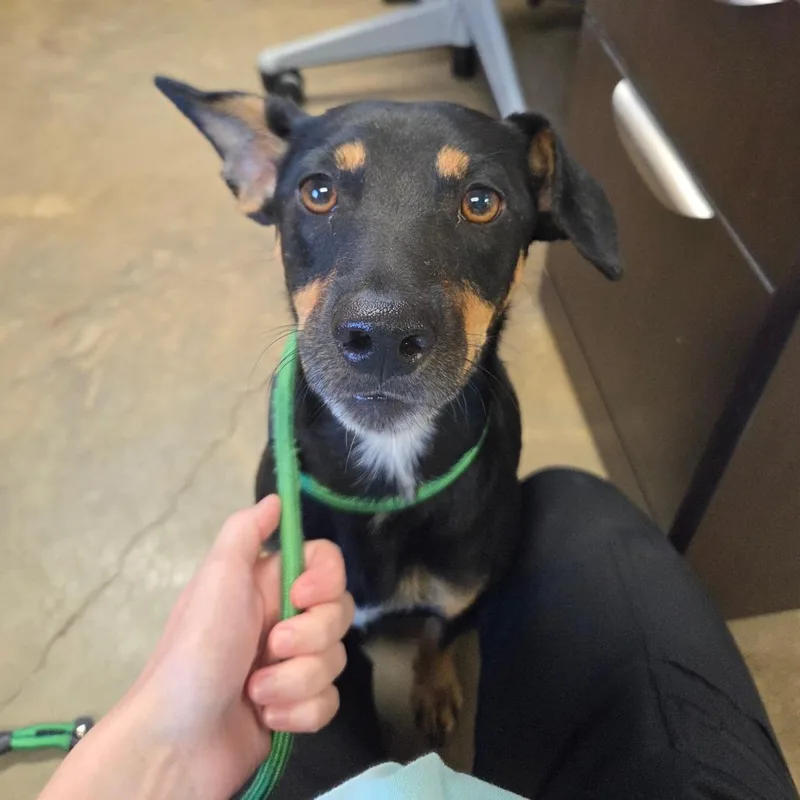 A young small-sized male Black Manchester Terrier dog named Pumpernickel for adoption in Enterprise, AL