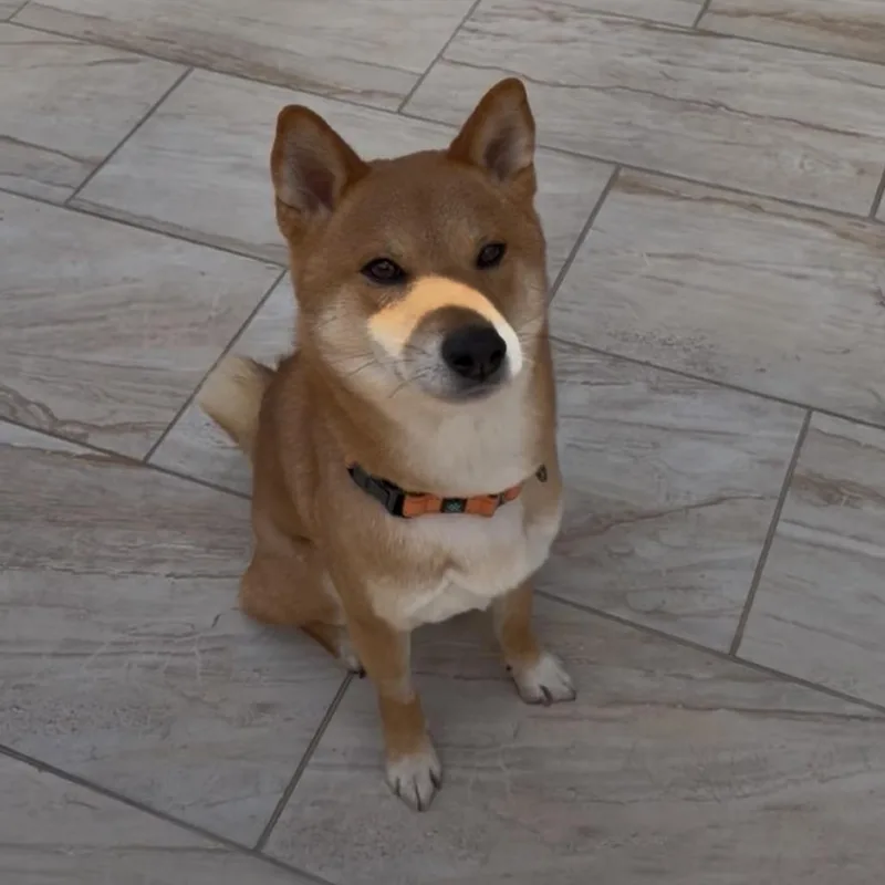 An adult small-sized male Yellow / Tan / Blond / Fawn Shiba Inu dog named Bento for adoption in Las Vegas, NV