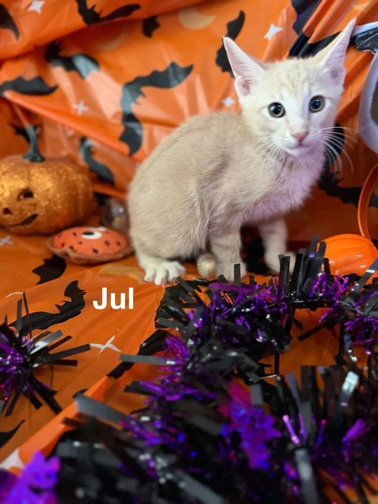 A baby small-sized male Tabby cat named Jul for adoption in Orlando, FL