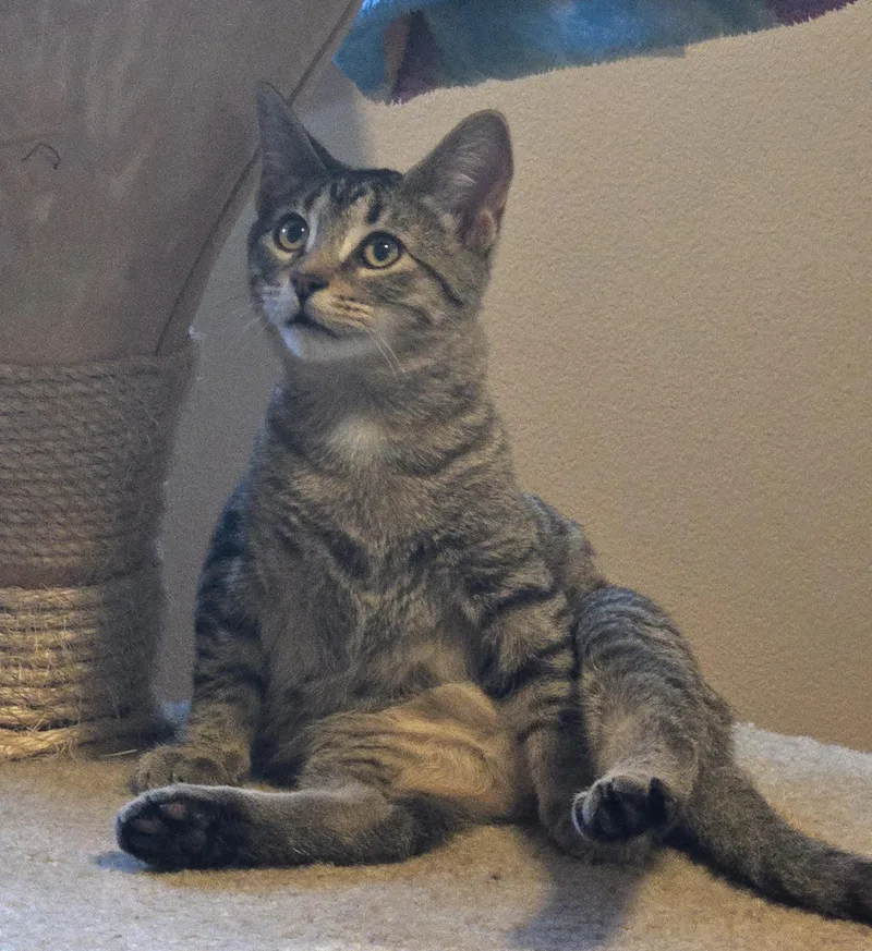 A baby small-sized female Tabby (Gray / Blue / Silver) Domestic Short Hair cat named Sconnie for adoption in Mineral Point, WI