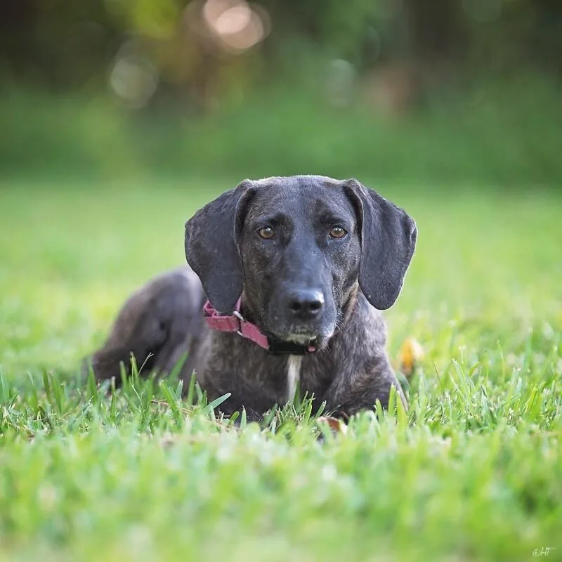 Shana Grace The Brindle