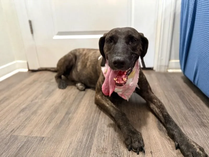Shana Grace The Brindle thumbnail 2