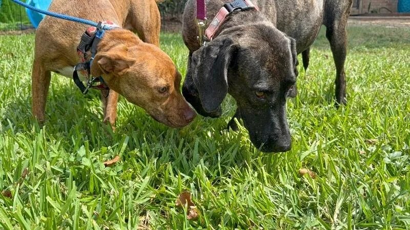Shana Grace The Brindle thumbnail 3