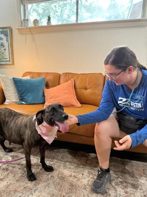 Shana Grace The Brindle thumbnail 4
