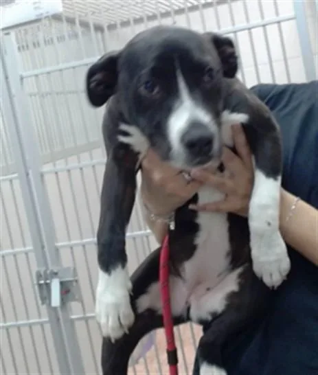 A young large-sized female Pit Bull Terrier dog named Sassy for adoption in Salinas, CA