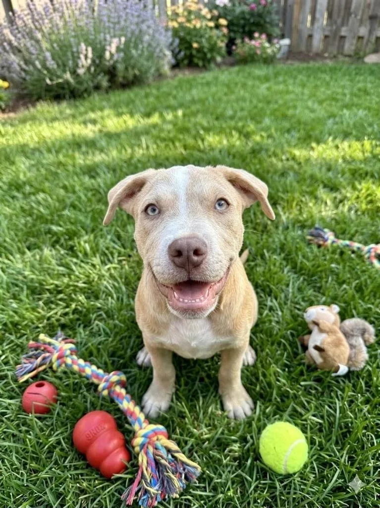 Simba