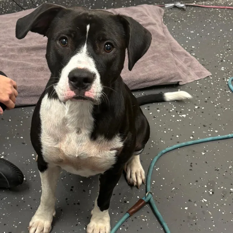 An adult medium-sized female Black Mixed Breed dog named Roxxanne for adoption in Columbiana, AL