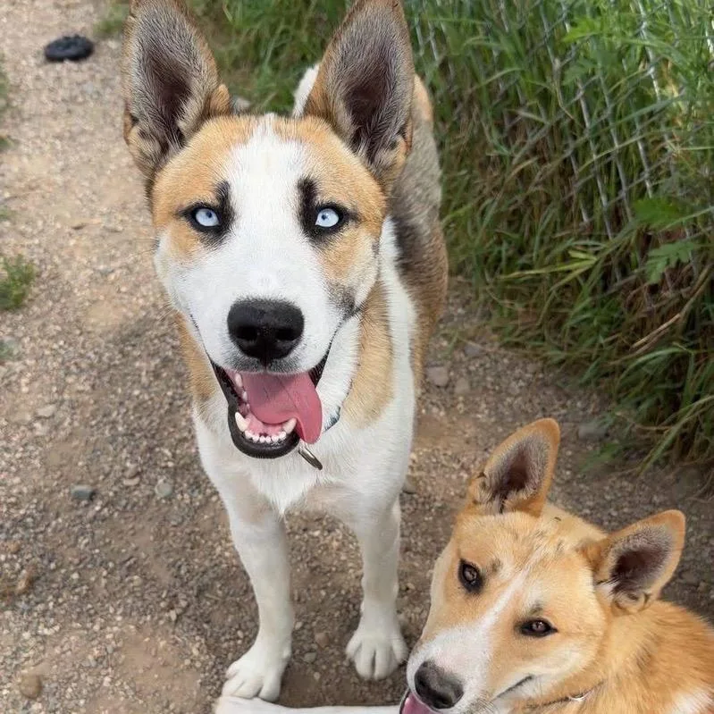 A young medium-sized male Golden Mixed Breed dog named Wallace for adoption in Bismarck, ND