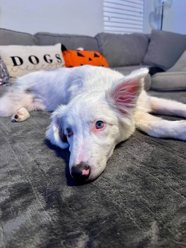 A baby medium-sized female Australian Shepherd dog named Spirit for adoption in Grove City, OH