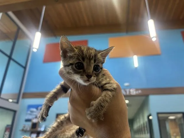 Mewmew