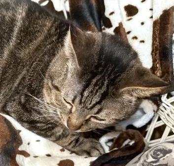 Super Swirl thumbnail 2