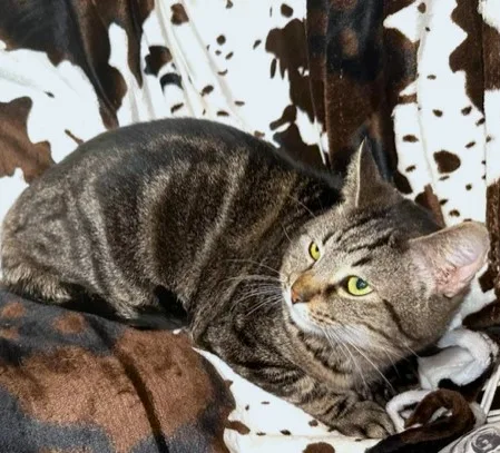 Super Swirl thumbnail 4