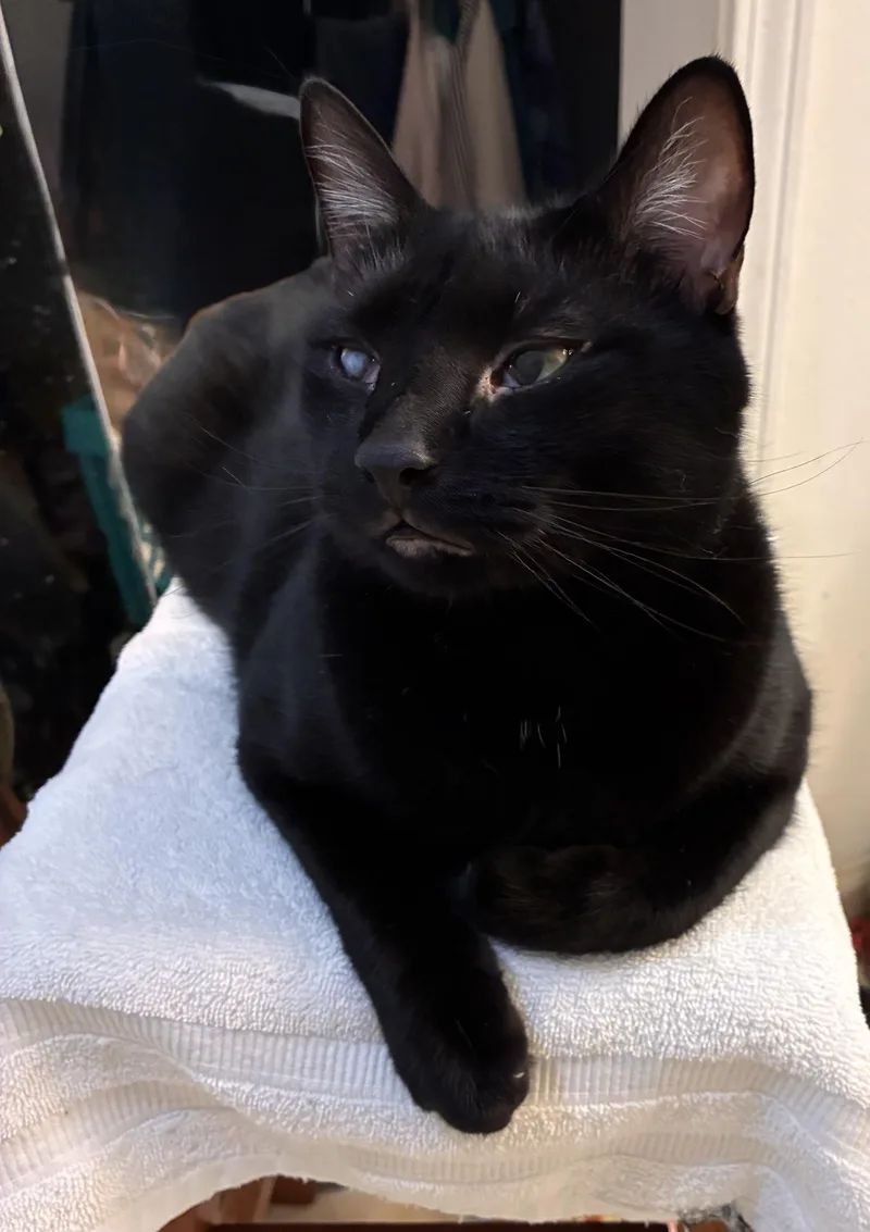 An adult medium-sized male Black Domestic Short Hair cat named Baxter for adoption in Easley, SC