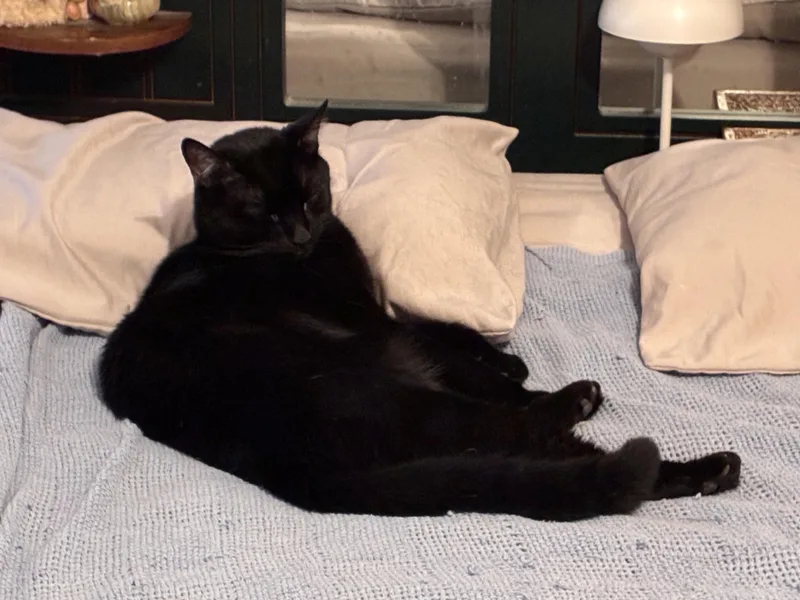 Baxter thumbnail 3