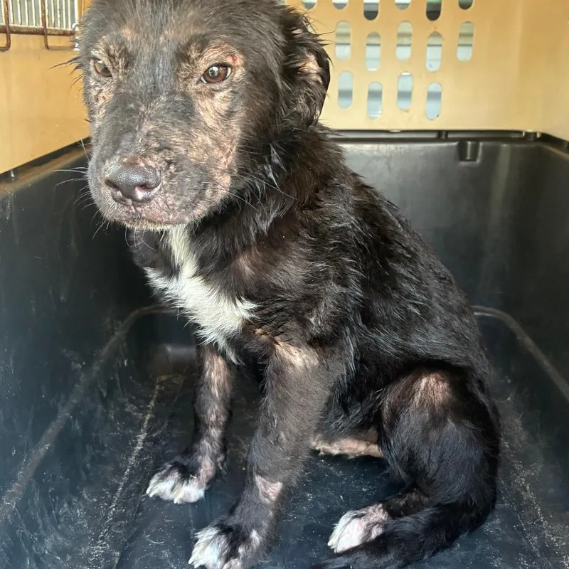 A baby small-sized male Retriever dog named Ryker for adoption in Montgomery, AL