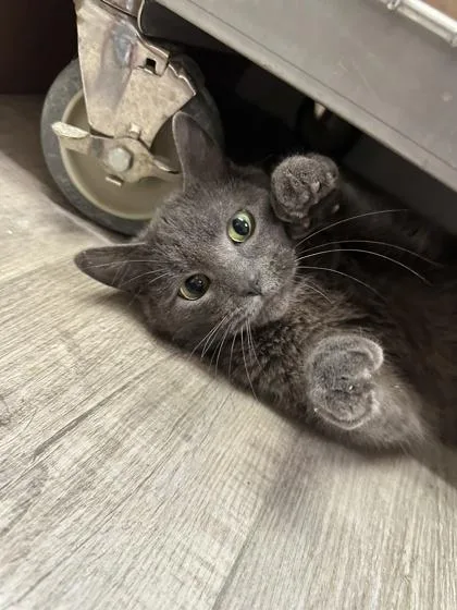 A young small-sized male Domestic Short Hair cat named Baldur Dash for adoption in St. Anne, IL