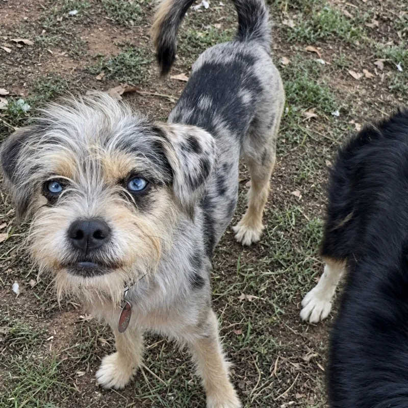 A baby small-sized male Australian Shepherd dog named Arlo for adoption in Pelham, NH