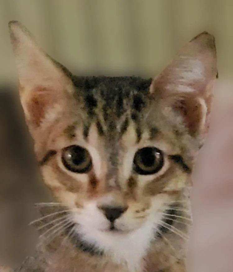Frank