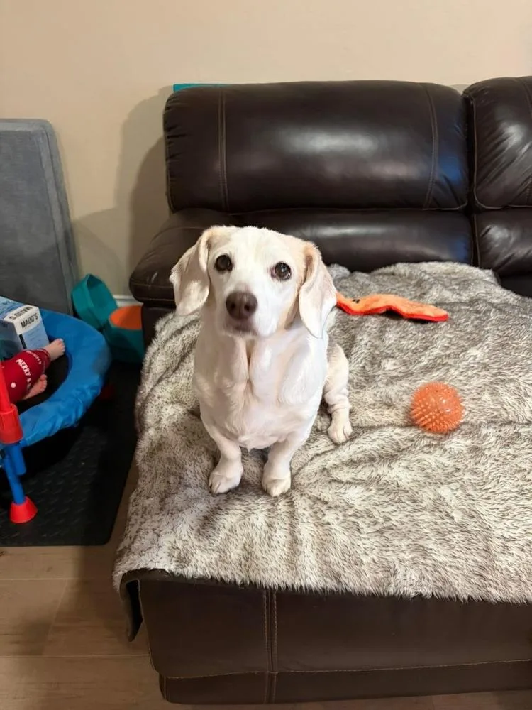 A senior medium-sized female White / Cream Beagle dog named Betty White for adoption in Shawnee, OK