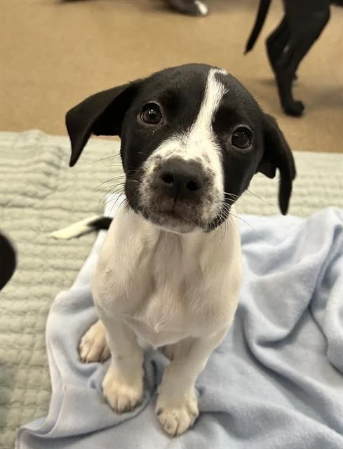 A baby small-sized male Pit Bull Terrier dog named Cody for adoption in Fort Wayne, IN