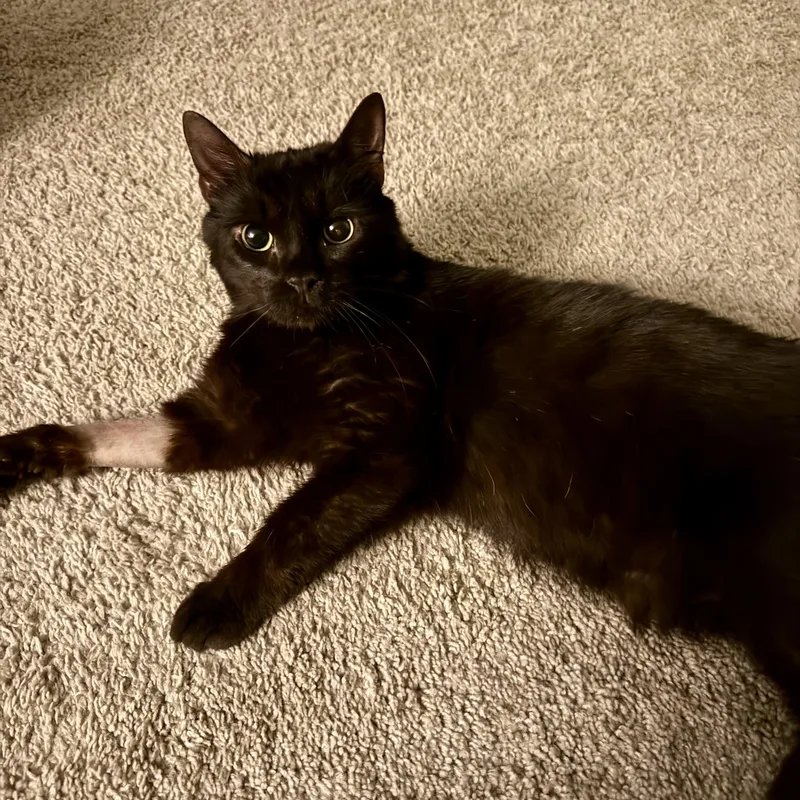 An adult medium-sized male Black Domestic Short Hair cat named Vermax for adoption in Richmond, VA