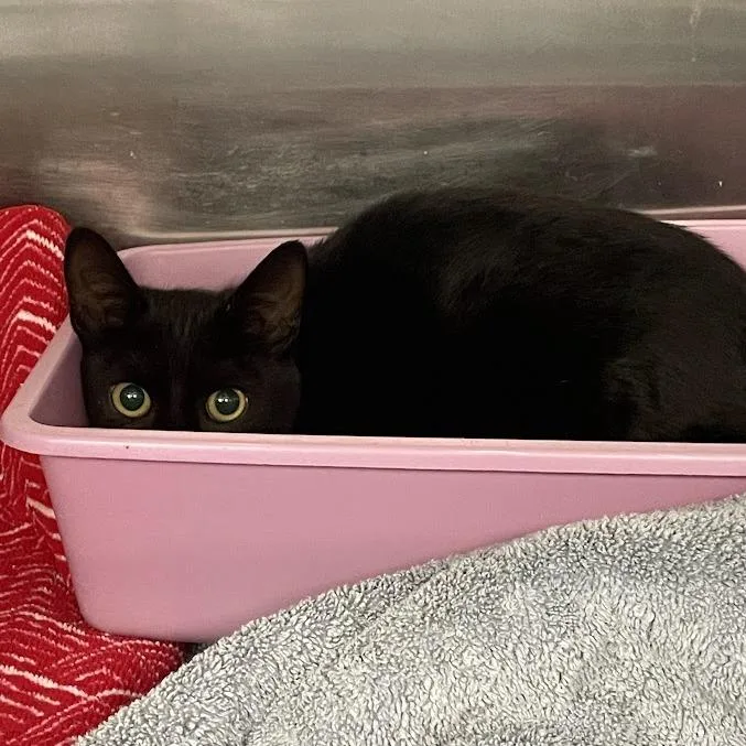 A baby small-sized female Black Domestic Short Hair cat named C for adoption in Port Charlotte, FL