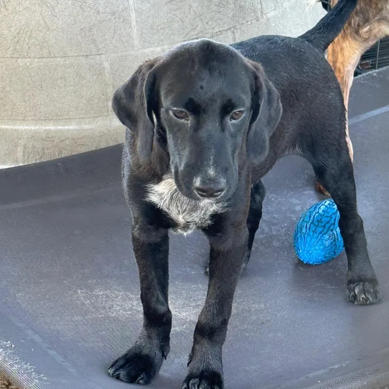 A young small-sized male Black Labrador Retriever dog named Jet for adoption in Anahuac, TX