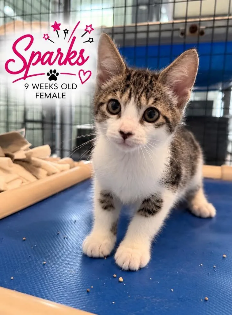 A baby medium-sized female Domestic Short Hair cat named Sparks for adoption in Kingsland, GA