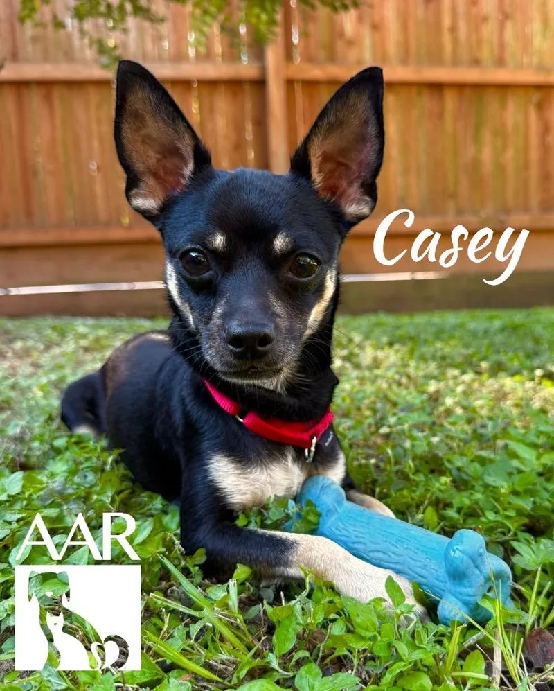 Casey