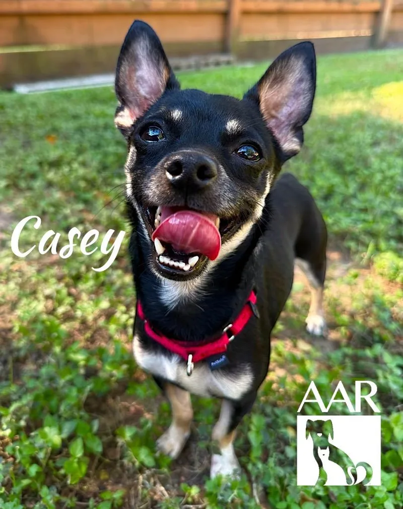 Casey thumbnail 2