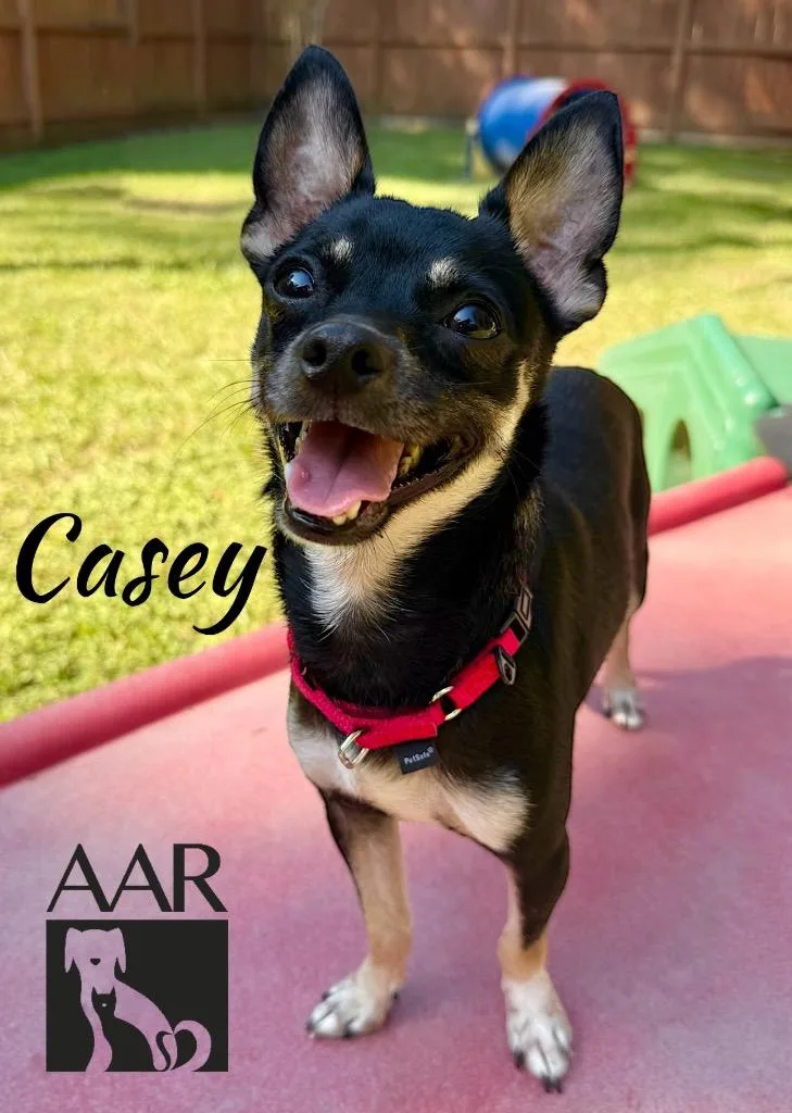 Casey thumbnail 3