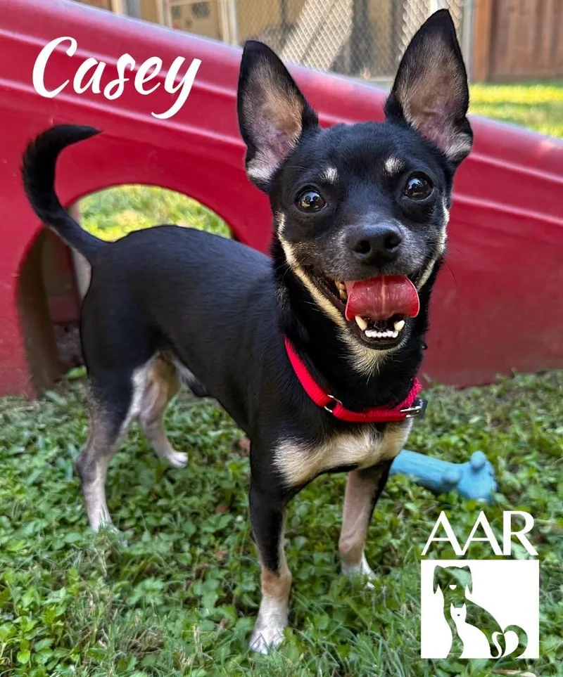 Casey thumbnail 5