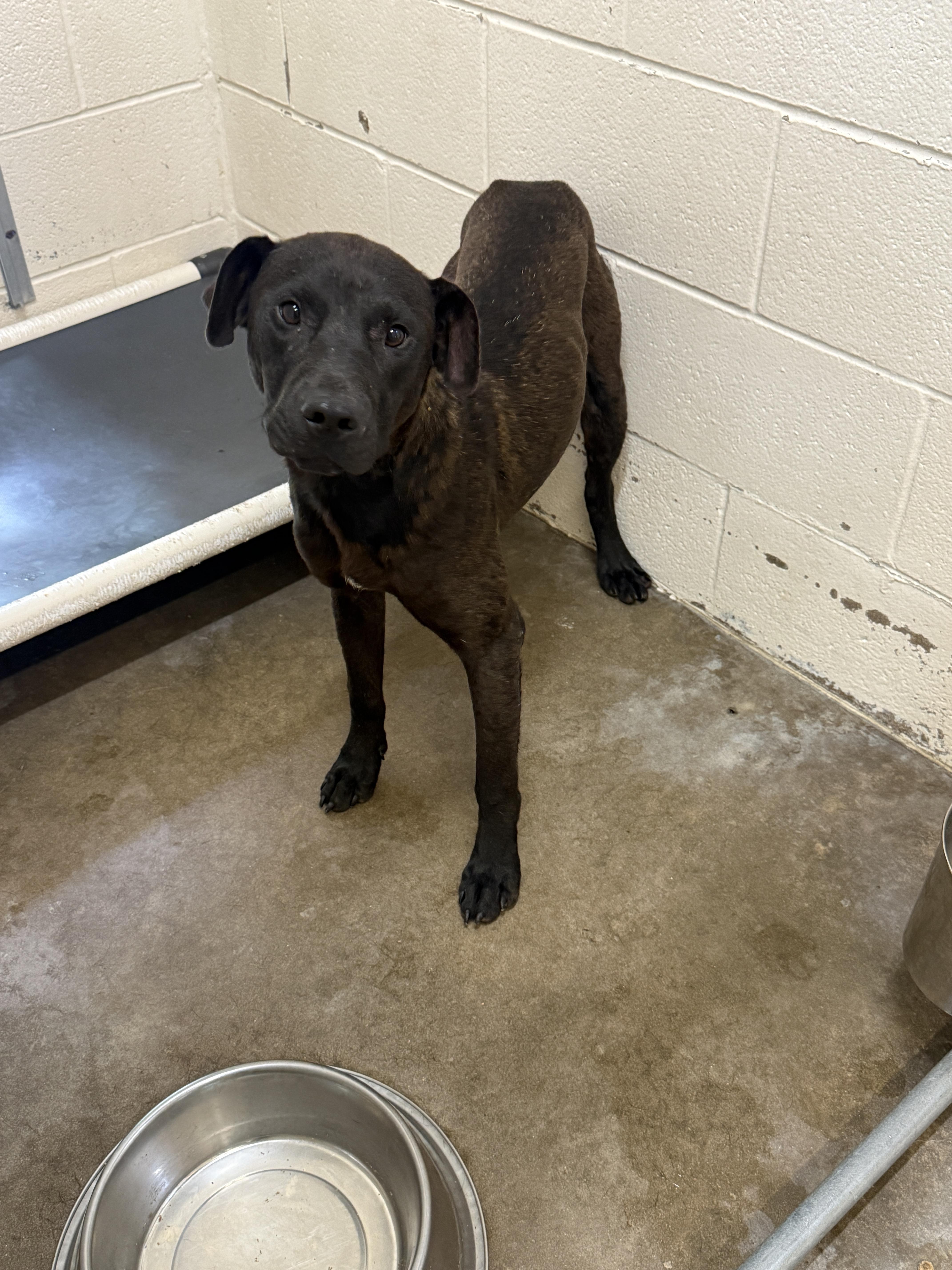 A young medium-sized male Black Labrador Retriever dog named Fletcher for adoption in Sherman, TX