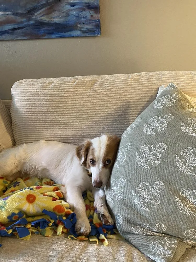 A young medium-sized female Mixed Breed dog named Clementine for adoption in Lansing, MI