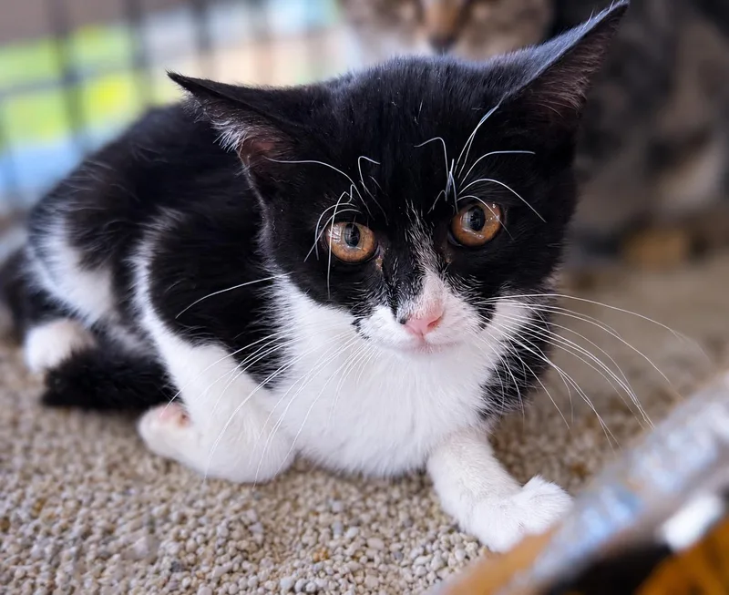 A baby medium-sized female Black & White / Tuxedo Tuxedo cat named Diamond P for adoption in Fresno, CA