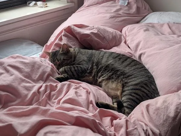 An adult large-sized male Domestic Short Hair cat named Duke for adoption in Ridgewood, NY