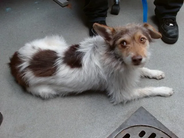 An adult medium-sized female Fox Terrier dog named Sandi for adoption in Albuquerque, NM