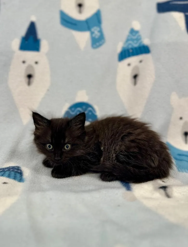 A baby medium-sized male Domestic Long Hair cat named Eddie Kaspbrak for adoption in Newberg, OR