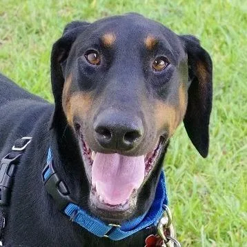 An adult medium-sized male Black Doberman Pinscher dog named Moose for adoption in Miami, FL