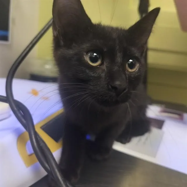 A baby small-sized male Domestic Short Hair cat named Shade for adoption in Pueblo, CO