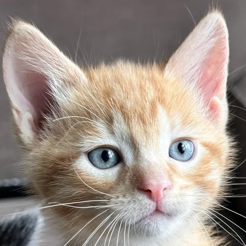 A baby small-sized male Orange / Red Domestic Short Hair cat named Saffron for adoption in Brownsboro, AL