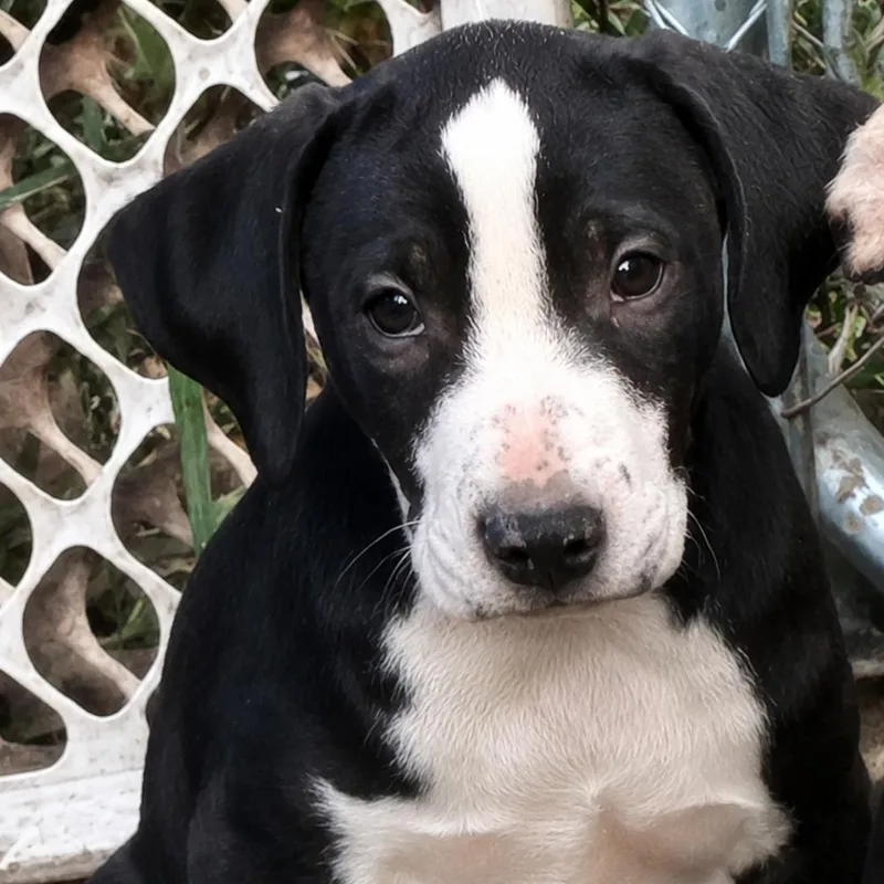 A baby medium-sized male Beagle dog named Cass for adoption in Rogersville, MO