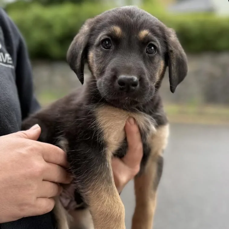 A baby large-sized male Black Chesapeake Bay Retriever dog named Reef for adoption in Bellingham, WA