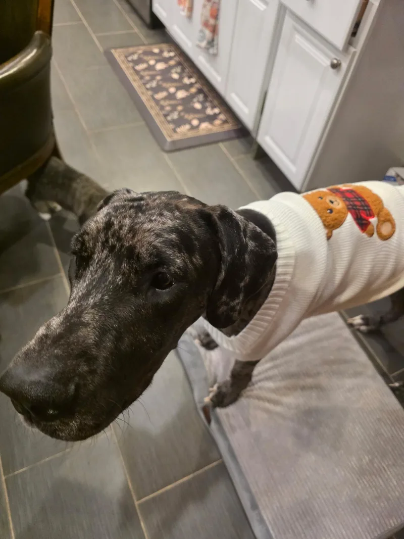 A young extra large-sized female Great Dane dog named Tiney Mama for adoption in Long Beach, CA