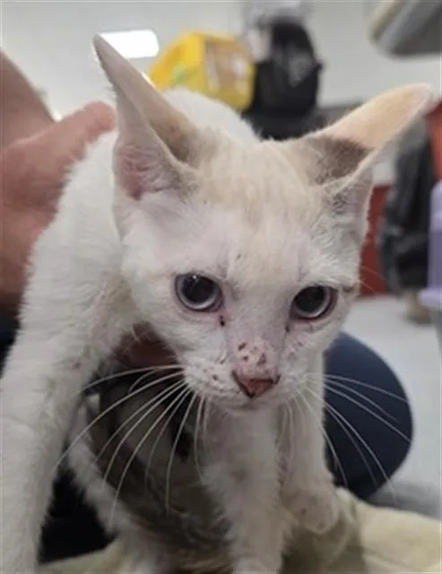 A baby small-sized female Domestic Short Hair cat named Giselle for adoption in Ocala, FL