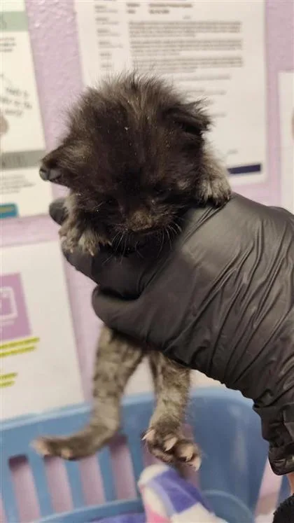 A baby small-sized female Black Domestic Short Hair cat named 60823557 for adoption in El Paso, TX