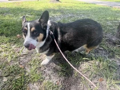 An adult medium-sized female Cardigan Welsh Corgi dog named Hershey for adoption in Vero Beach, FL