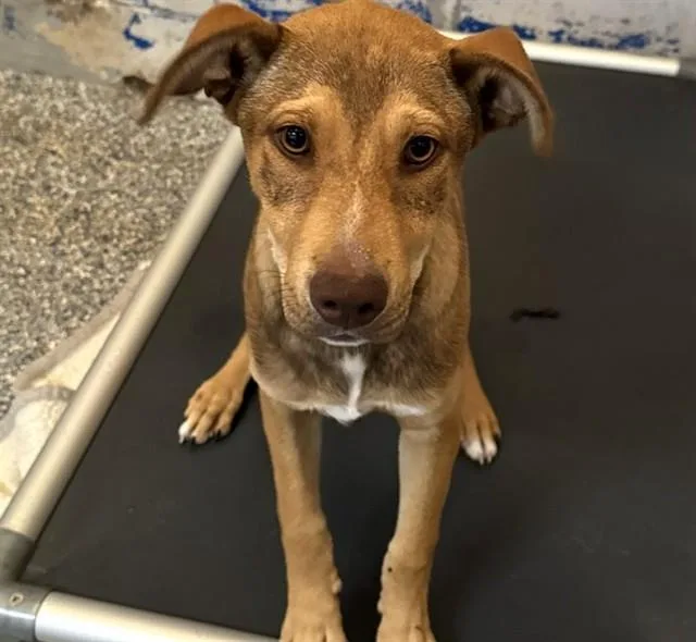 A young small-sized male German Shepherd Dog dog named Marco for adoption in Westminster, MD