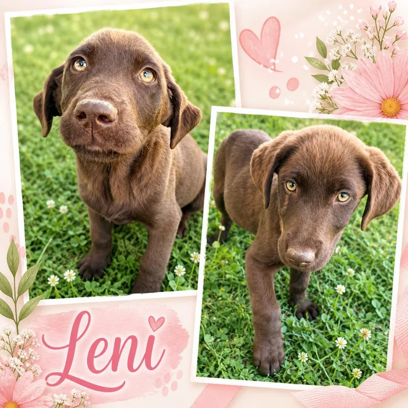 Corrente  Leni